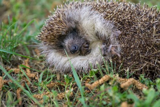 a hedgehog is sleeping in the garden at summer