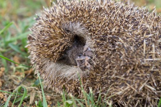 a hedgehog is sleeping in the garden at summer