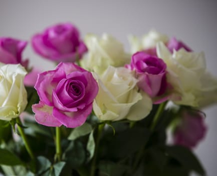 pink and white roses as an arangement