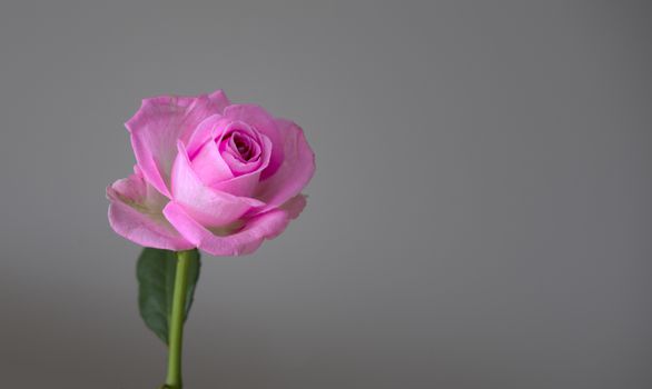 isolated pink rose on grey background 