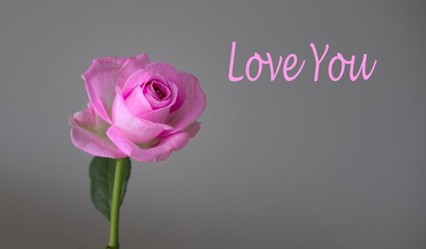 isolated pink rose on grey background with love you text