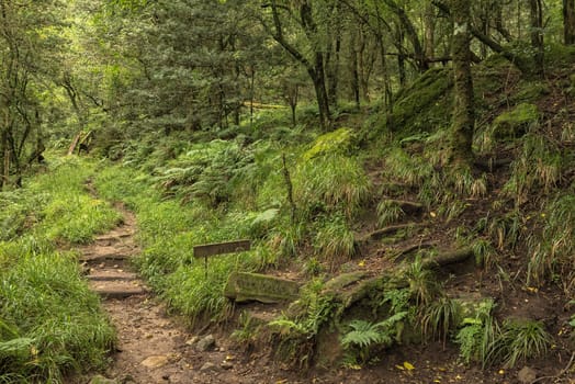 The turn-off in the Gudu forest to the bottom of the Gudu falls near Mahai in the Drakensberg