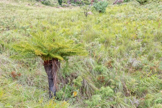 A Common South African tree fern or Grassland Tree Fern, Cyathea dregei, in a grass field near Mahai in the Drakensberg