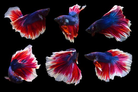 collection of betta fish isolated on black background, many action moving moment of Flower Half Moon Betta, Siamese Fighting Fish