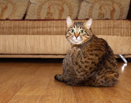 Handsome cat. Fluffy and striped is on the couch in a relaxed pose.