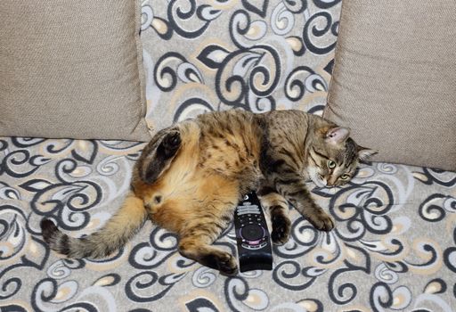 Handsome cat. Fluffy and striped is on the couch in a relaxed pose.