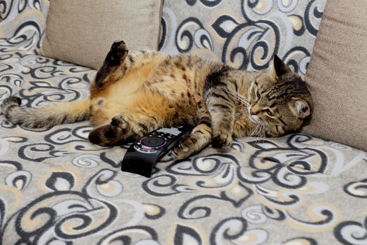 Handsome cat. Fluffy and striped is on the couch in a relaxed pose.