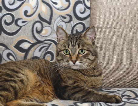 Handsome cat. Fluffy and striped is on the couch in a relaxed pose.