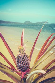 Retro Vintage Style Image Of A Pineapple Tree On A Tropical Beach In Hawaii With Copy Space