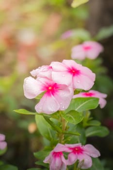 The background image of the colorful flowers, background nature