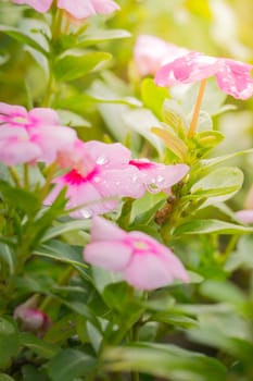 The background image of the colorful flowers, background nature