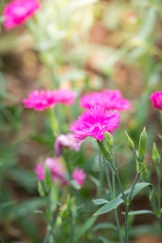 The background image of the colorful flowers, background nature