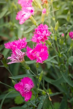 The background image of the colorful flowers, background nature