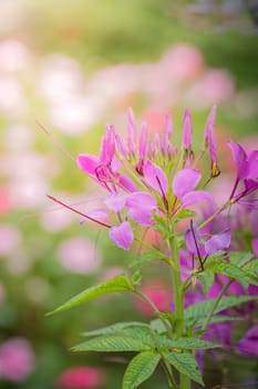 The background image of the colorful flowers, background nature