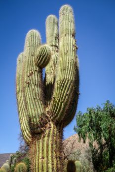 Giant cactus close-up in the Tilcara quebrada moutains, Argentina