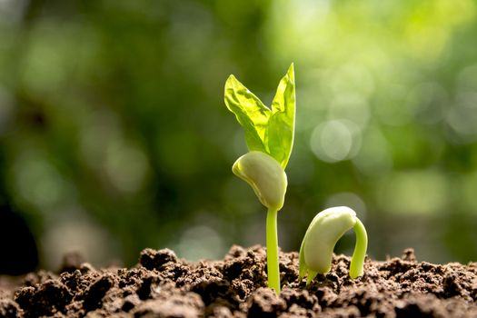 Green young plant growing in the soil on nature background.
