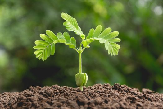 Green young plant growing in the soil on nature background.