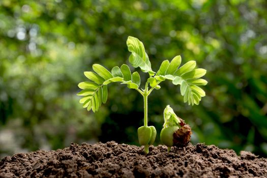 Green young plant growing in the soil on nature background.