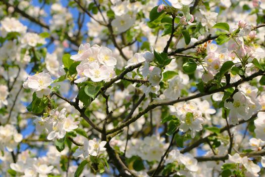 Apple branch with blossom. Spring season farmer garden background