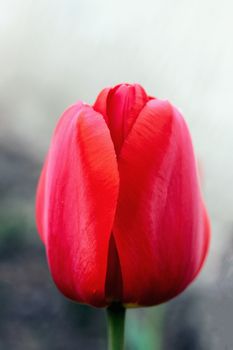 biautiful big red tulip. photo. flowers spring