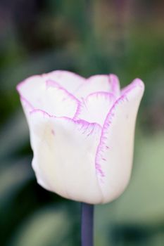 biautiful big white tulip. photo. flowers spring