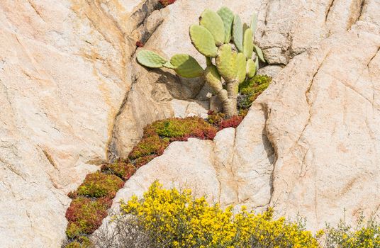 green cactus and floerwing sedum rock plants in april on the island of maddalena near sardinia island in italy waters