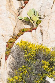 green cactus and floerwing sedum rock plants in april on the island of maddalena near sardinia island in italy waters