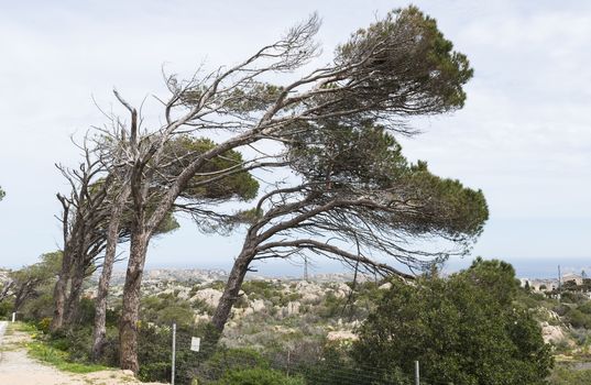 the trees on Maddalena bend from the same direction because of the often strong wind