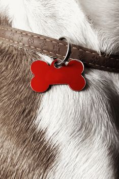 dog pet name concept on a red metal label on a leather brown leash