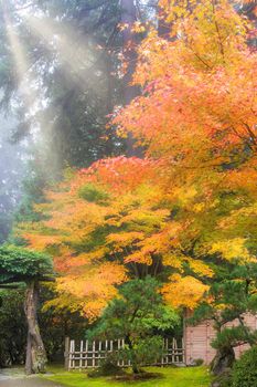 Morning sun ray beams on Japanese Maple trees in Japanese Garden in Fall Season