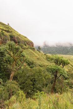 The trail from Lookout Rock to Tiger Falls on the slopes of the foothills of the Kwazulu-Natal Drakensberg. Mountain Kiepersol trees are visible