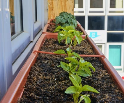 Planting and growing of dwarf peppers and dwarf tomatoes. Dwarf peppers and micro dwarf tomatoes in window box on windowsill. Garden and urban concept. 