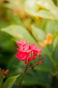 The background image of the colorful flowers, background nature