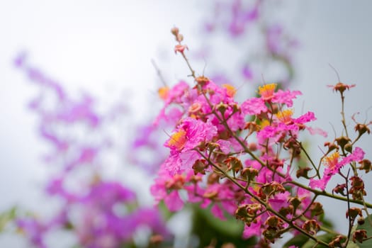 The background image of the colorful flowers, background nature