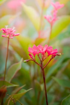 The background image of the colorful flowers, background nature