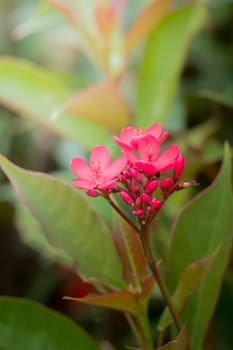 The background image of the colorful flowers, background nature