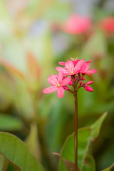 The background image of the colorful flowers, background nature