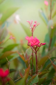 The background image of the colorful flowers, background nature