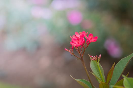 The background image of the colorful flowers, background nature