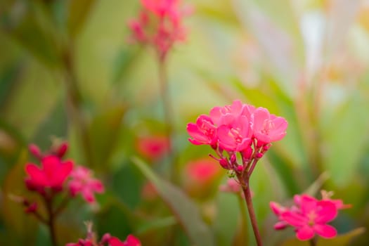 The background image of the colorful flowers, background nature