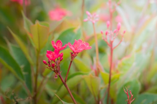 The background image of the colorful flowers, background nature