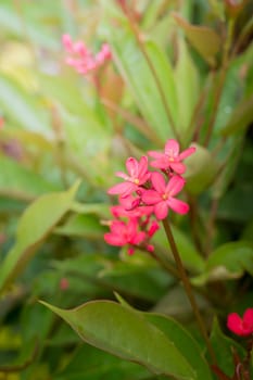 The background image of the colorful flowers, background nature