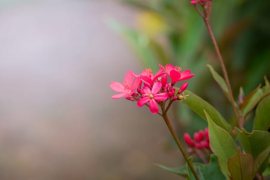 The background image of the colorful flowers, background nature