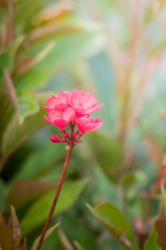 The background image of the colorful flowers, background nature