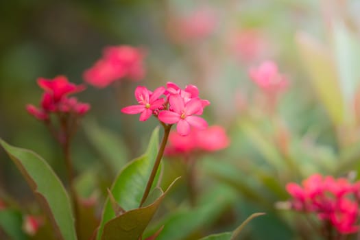 The background image of the colorful flowers, background nature