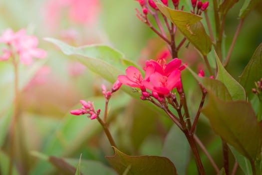 The background image of the colorful flowers, background nature