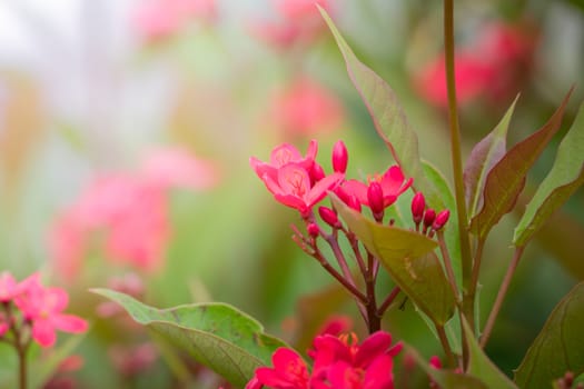 The background image of the colorful flowers, background nature