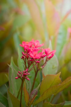 The background image of the colorful flowers, background nature