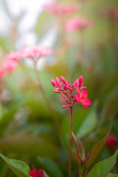 The background image of the colorful flowers, background nature