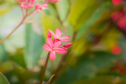 The background image of the colorful flowers, background nature